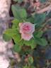 Birthday Rose rose photo