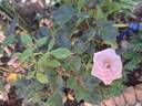 Birthday Rose rose photo