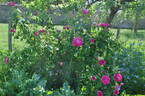 Surpasse Tout rose photo