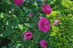 Surpasse Tout rose photo