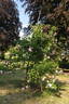 Geschwinds Nordlandrose I rose photo