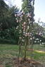 Alpenfee rose photo