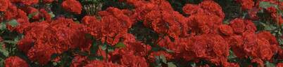 Floranje rose photo