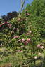 Aurelia Liffa rose photo
