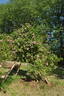 Geschwind's Nordlandrose II rose photo