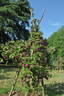 Erinnerung an Brod rose photo