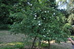 El Areana rose photo