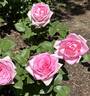 Flawless ™ rose photo