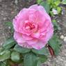 Flawless ™ rose photo