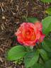 Sheila's Perfume rose photo
