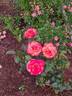 Sheila's Perfume rose photo
