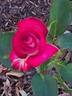 Caboose rose photo