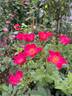 Talbot House® rose photo
