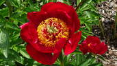Червони Витрыла peony photo