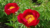 Червони Витрыла peony photo