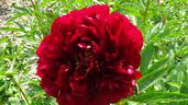 Chervonnyj Oksamit peony photo