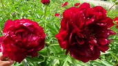 Chervonnyj Oksamit peony photo