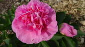 Carnation Bouquet peony photo