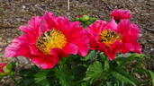 Ace of Hearts peony photo