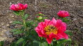 Ace of Hearts peony photo