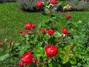 Oso Easy Double Red rose photo