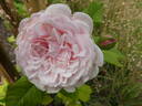 Divina rose photo