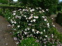 <i>Rosa</i> X <i>richardii</i> rose photo