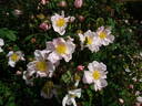 <i>Rosa</i> X <i>richardii</i> rose photo