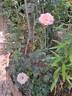 Birthday Rose rose photo