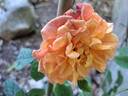 Aloha Hawaii rose photo