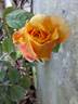 Aloha Hawaii rose photo