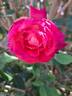 Yvette Horner rose photo