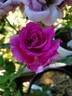 Sweet Intoxication rose photo
