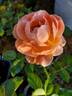 At Last rose photo