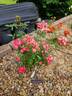 Dick Koster rose photo