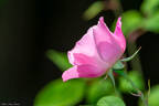 Simplicity ® rose photo