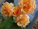 Anne Harkness rose photo