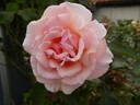 Compassion rose photo