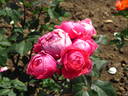 Gartenprinzessin Marie-José rose photo