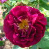 Tuscany Superb rose photo