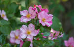 Show Me Your Colors rose photo