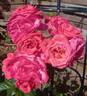 Galway Bay® rose photo
