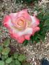 Cajun Sunrise rose photo