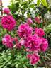 Esmeralda rose photo