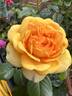 Beyond Fabulous! rose photo