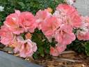 Peach Drift ® rose photo