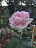 Brother Cadfael rose photo