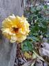 Aloha ® rose photo