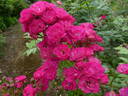 Dinky rose photo