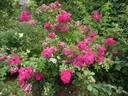 Dinky rose photo